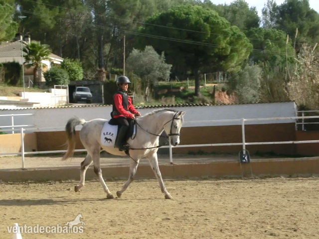 AL-GADAR PRA ideal principiantes in 
