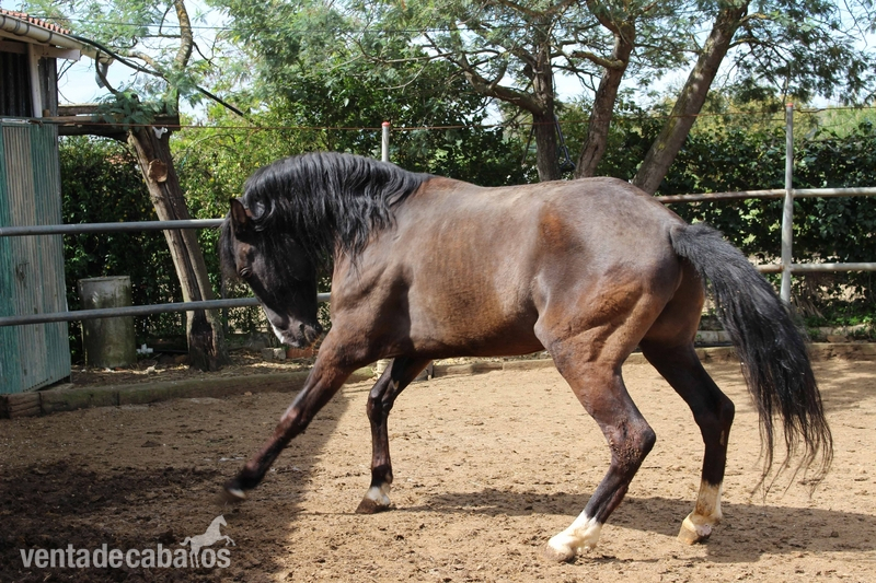 Macho de 5 años | Entero | Alzada 1.70 in 