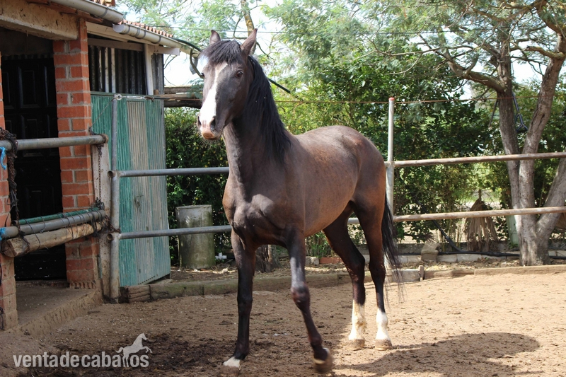 Caballos Enteros Pura Raza Española - Macho de 5 años | Entero | Alzada 1.70