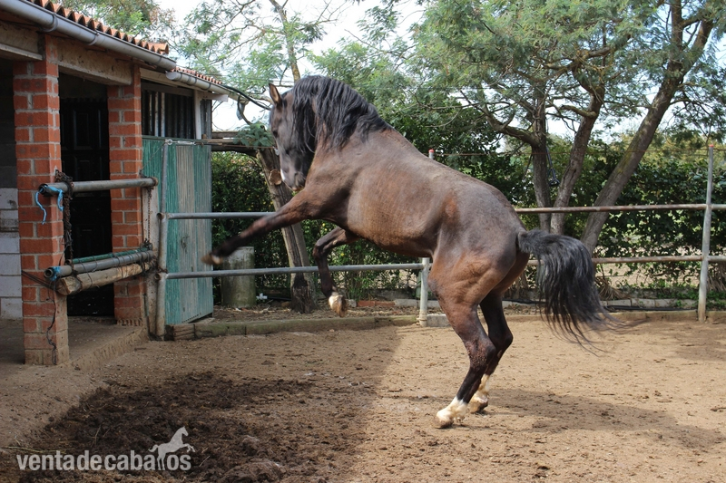 Macho de 5 años | Entero | Alzada 1.70 - Caballos Enteros Pura Raza Española