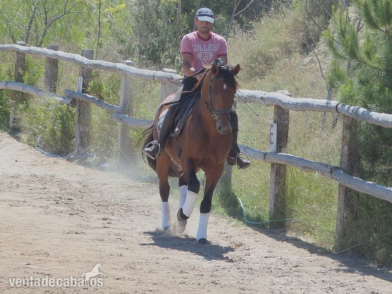 CABALLO PRE DOMA CLASICA NIVEL ALTO in 