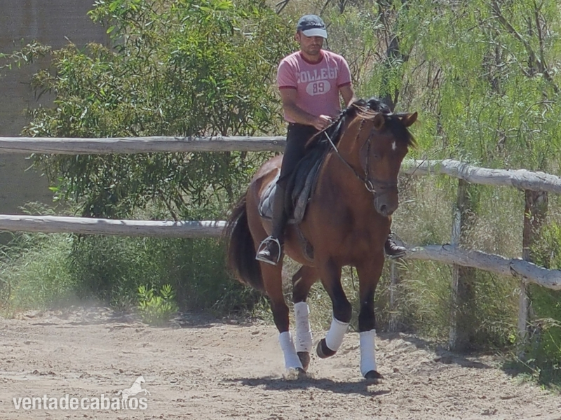 Caballos Pura Raza Española (P.R.E.) Pura Raza Española - CABALLO PRE DOMA CLASICA NIVEL ALTO
