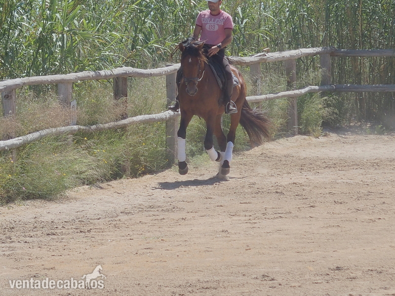 CABALLO PRE DOMA CLASICA NIVEL ALTO - Caballos Pura Raza Española (P.R.E.) Pura Raza Española