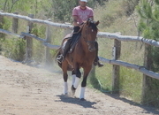 CABALLO PRE DOMA CLASICA NIVEL ALTO