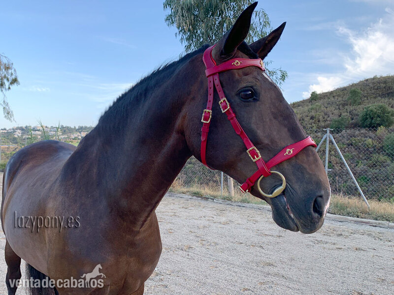 Baroque bridle Vienna Lazypony - Artículos de hípica