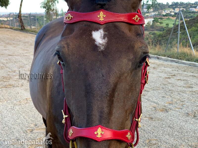 Artículos de hípica - Baroque bridle Vienna Lazypony