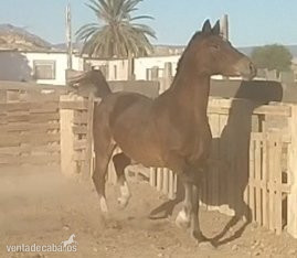 Vendo yegua apaloosa in 