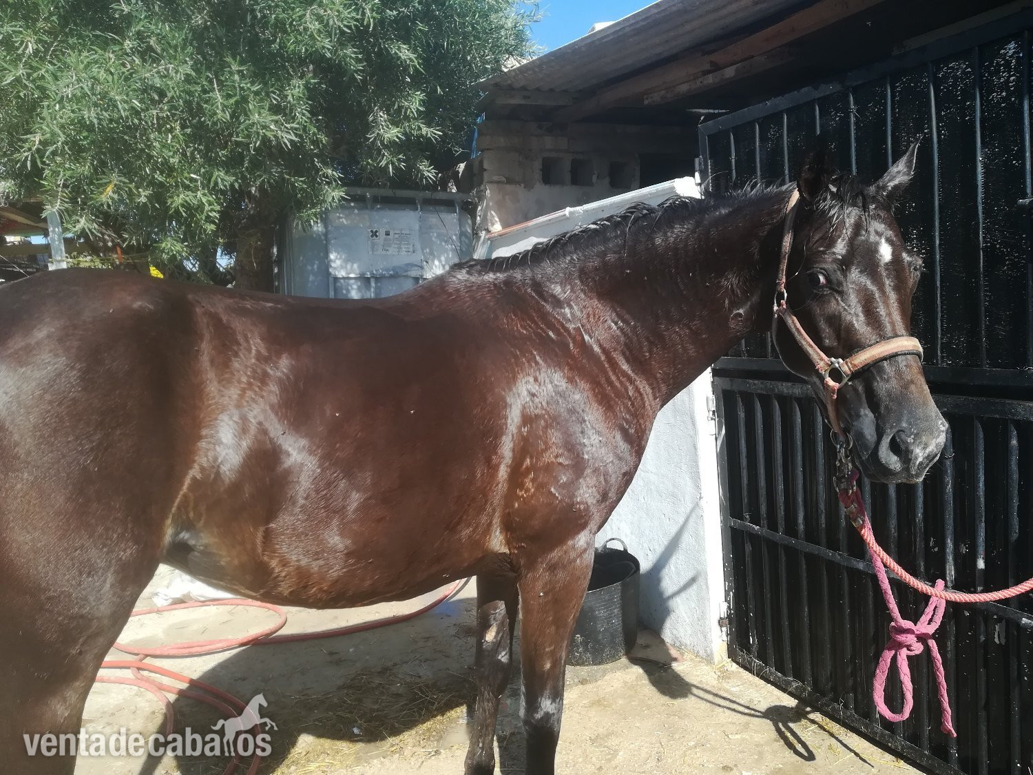 Vendo yegua apaloosa - Yeguas