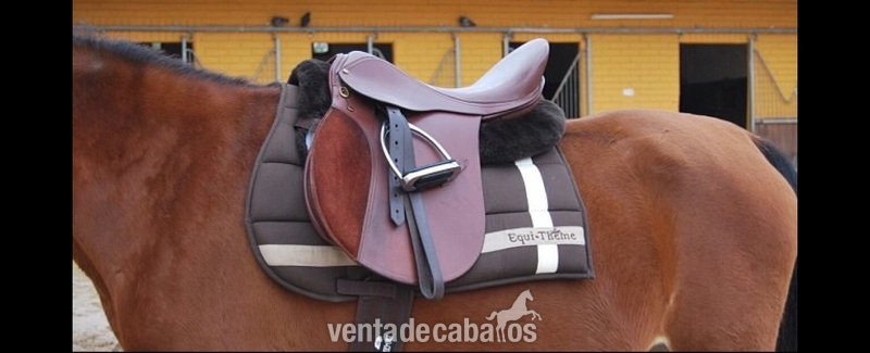 Montura de salto marrón en venta in 