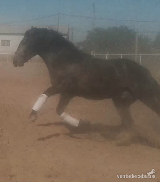 Caballos Pura Raza Española (P.R.E.) Pura Raza Española - CABALLO ESPECTACULAR DE HIERRO PRESTIGIOSO