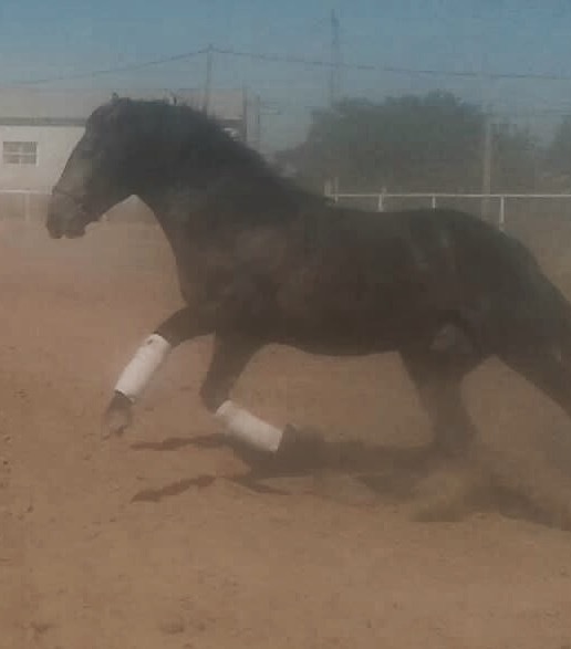 Caballos Pura Raza Española (P.R.E.) Pura Raza Española - CABALLO ESPECTACULAR DE HIERRO PRESTIGIOSO