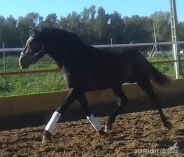 CABALLO ESPECTACULAR DE HIERRO PRESTIGIOSO - Caballos Pura Raza Española (P.R.E.) Pura Raza Española