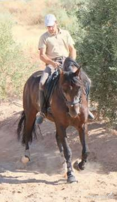 Caballo P.R.E. domado en clásica in 