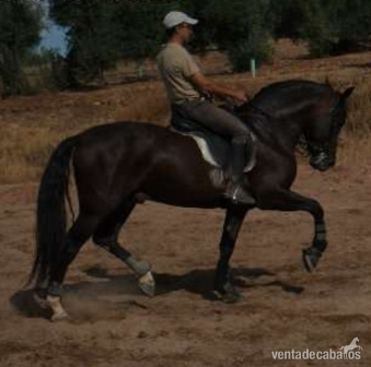 Caballos Pura Raza Española (P.R.E.) Pura Raza Española - Caballo P.R.E. domado en clásica