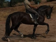 Caballo P.R.E. domado en clásica