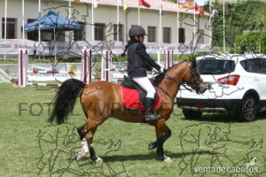 Poni b de salto in 