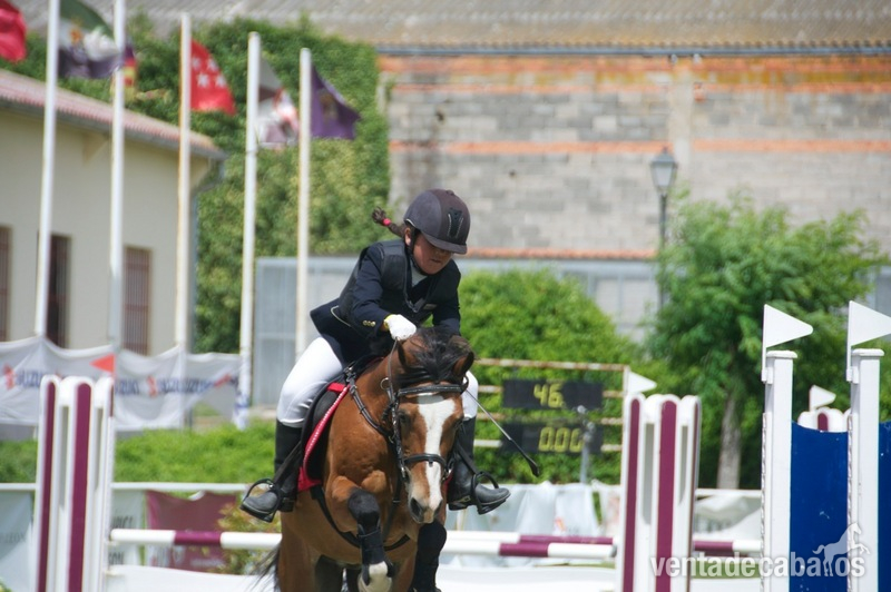 Poni de Competicion / Deporte