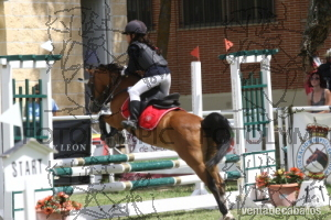 Poni de Competicion / Deporte {TYPE}