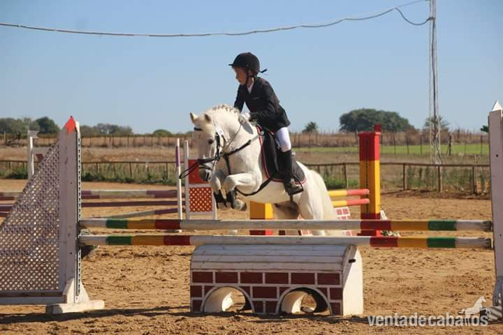 Poni C para competición de Completo. CAMPEÓN DE ESPAÑA. in 