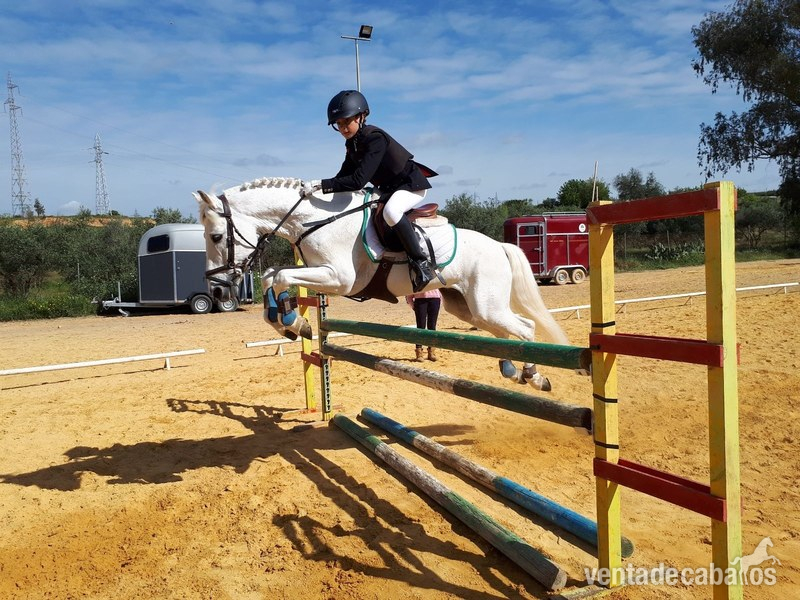 Poni de Competicion / Deporte