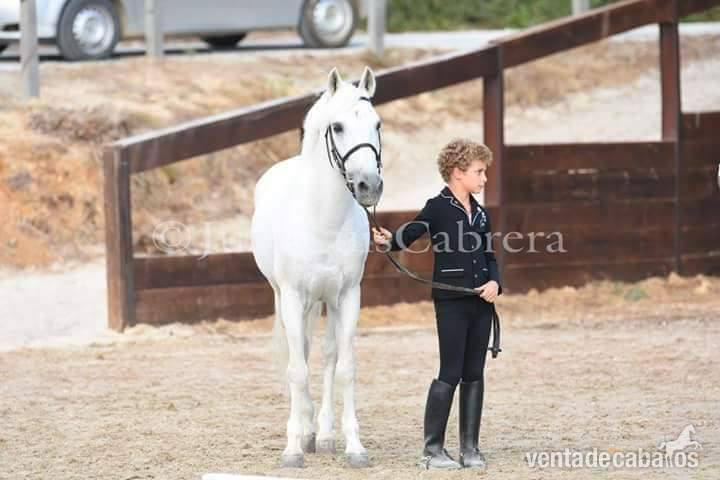 Poni de Competicion / Deporte {TYPE}