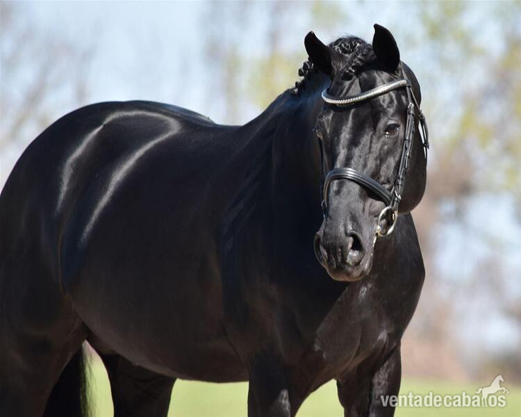 Busco/Cambio/Cedo Caballo Hannoveriano - Absolutamente hermoso caballo castrado Hannoveriano negro