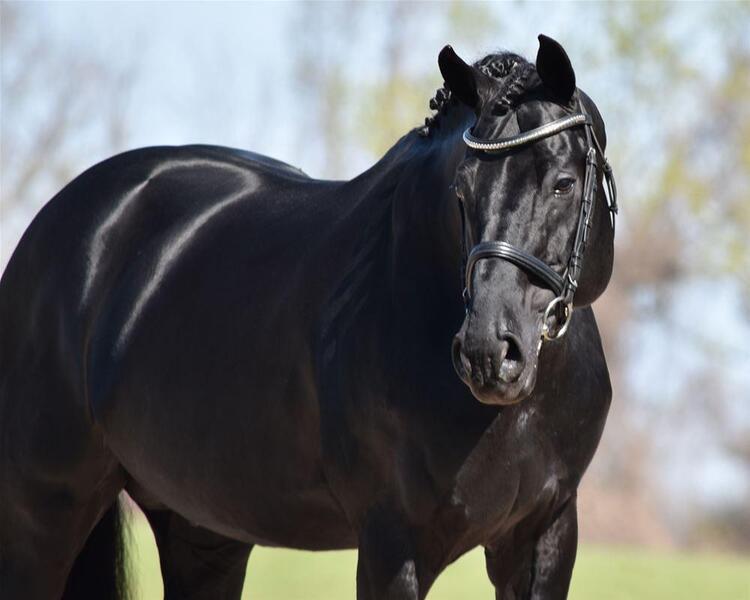Busco/Cambio/Cedo Caballo Hannoveriano - Absolutamente hermoso caballo castrado Hannoveriano negro