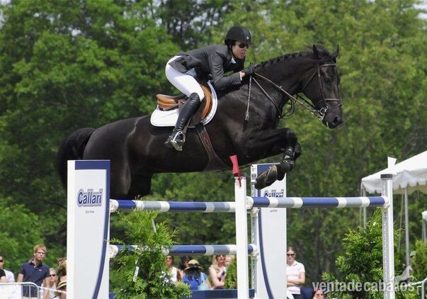 Absolutamente hermoso caballo castrado Hannoveriano negro in 