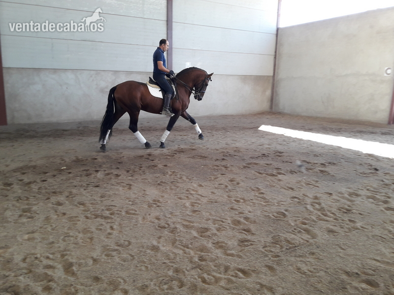 Caballo español puro  in 