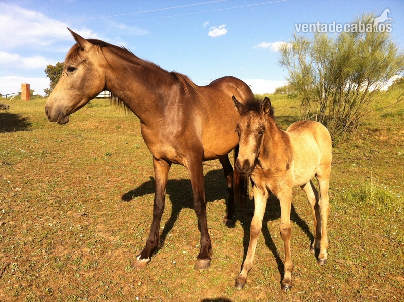 Caballos Pura Raza Española (P.R.E.) Pura Raza Española - VENTA DE POTROS Y YEGÜAS CON RASTRA
