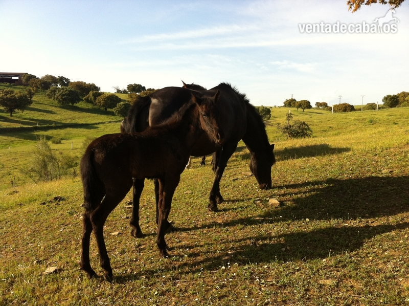 VENTA DE POTROS Y YEGÜAS CON RASTRA - Caballos Pura Raza Española (P.R.E.) Pura Raza Española