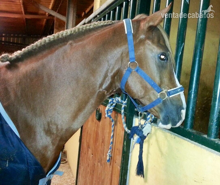 Vendo caballo árabe con carácter excepcional in 