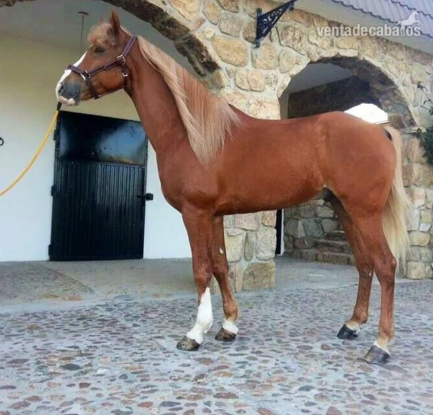 Arabe