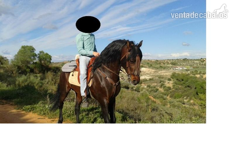 Caballo P.R.E. Entero in 