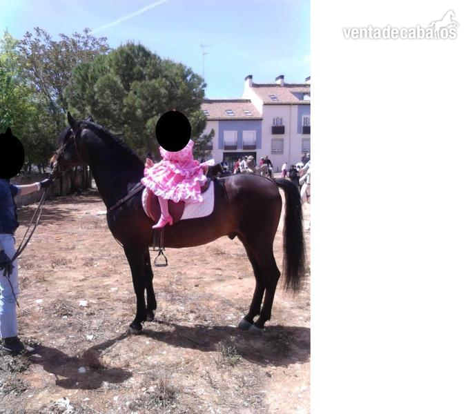 Pura Raza Española