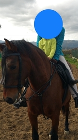 Se vende Caballo