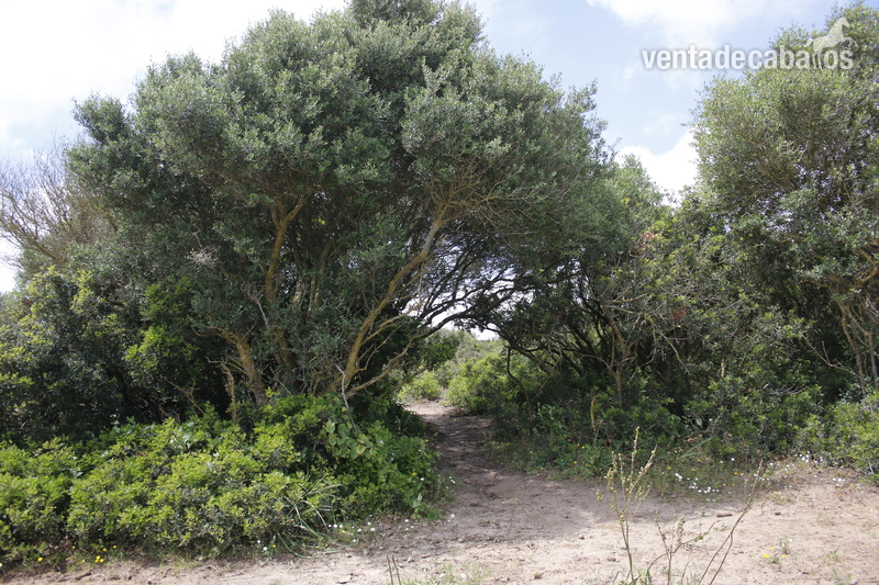 Chiclana de la Frontera Se alquila Finca de 4ha para tener animales