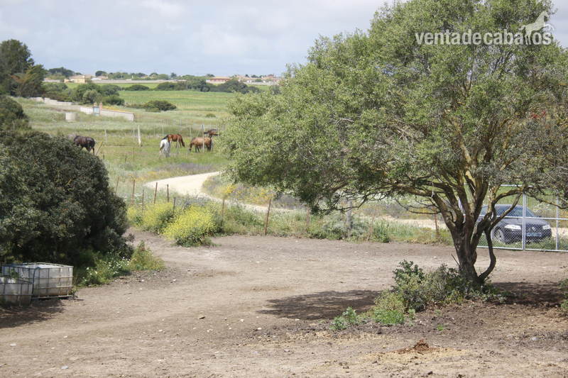 Finca ecuestre - Se alquila Finca de 4ha para tener animales in Chiclana de la Frontera