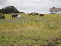 Se alquila Finca de 4ha para tener animales