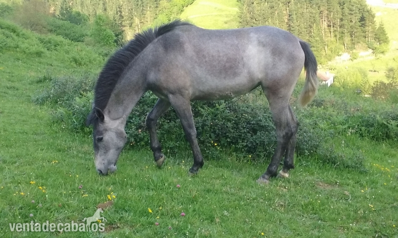 Busco/Cambio/Cedo Caballo Pura Raza Española - vendo o cambio potra pre de calidad