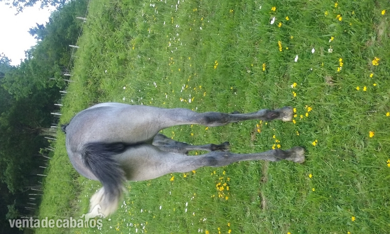 vendo o cambio potra pre de calidad - Busco/Cambio/Cedo Caballo Pura Raza Española