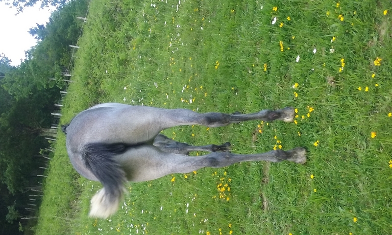 vendo o cambio potra pre de calidad - Busco/Cambio/Cedo Caballo Pura Raza Española