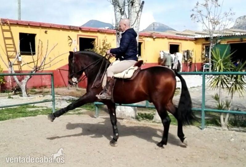 Pura Raza Española