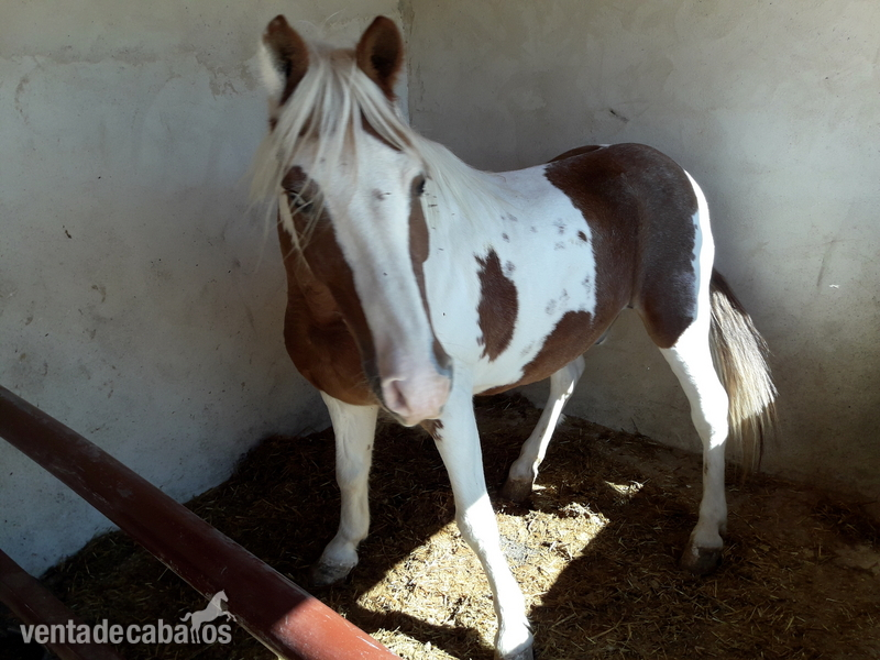 Poni pio buenisimo in 