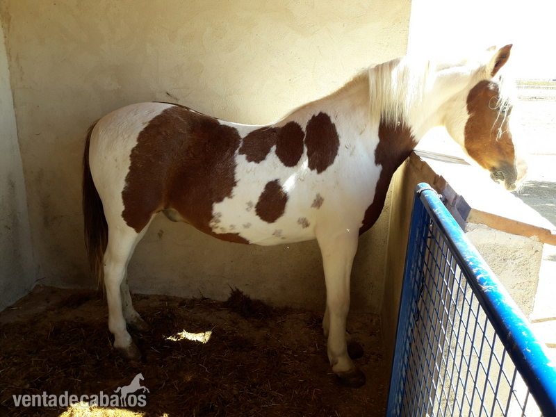 Poni c