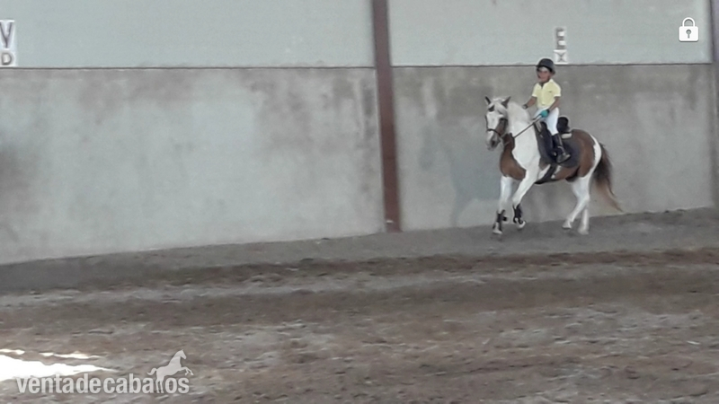 Poni c {TYPE}