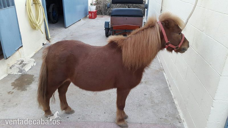 Poni shetland lote in 