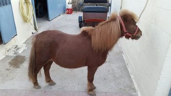 foso Consciente Oceano Venta de Ponis Miniatura | Venta de Caballos