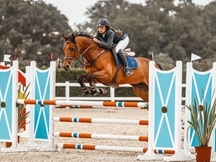 Se vende caballo de salto