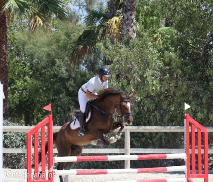Caballos de salto fuerte y sano, 9 años in 